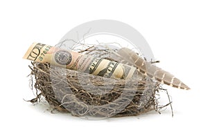 Money in the bird's nest on a white background