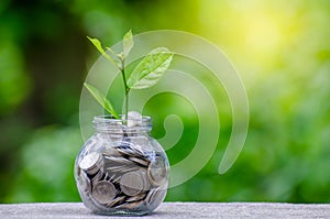 Money Bottle Banknotes tree Image of bank note with plant growing on top for business green natural background money saving and in