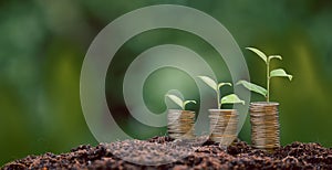 Money coin stack with seedling plant growing on green nature environment background. interest bank, business investment growth