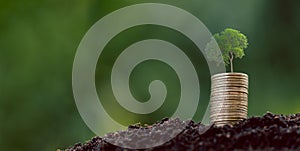 Money coin stack with seedling plant growing on green nature environment background. interest bank, business investment growth