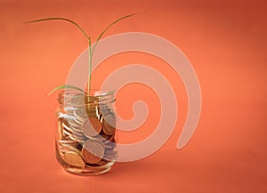 Money coins and tree growing in jar, investment concept