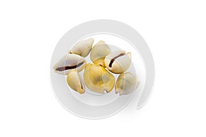 Money cowry sea shell on white