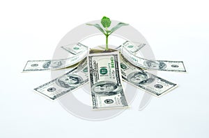 Money dollars with green sprout