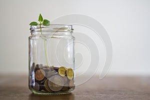 Money in glass jar and plant growing