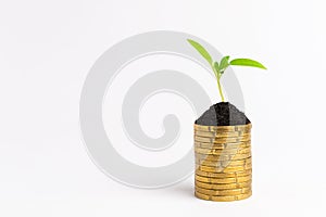 Money grow concept. Stack of golden coins with growing green sprout