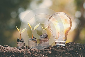 money growht small tree with light bulb on soil. concept saving energy
