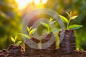 Money growing concept,Business success concept, Tree growing