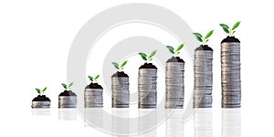 Money growing concept,Csr in success Business. isolated with clipping path on white background