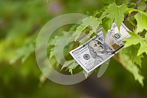 Money growing on tree, cash crop