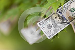 Money growing on tree, cash crop