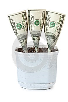 Money grows in a flowerpot