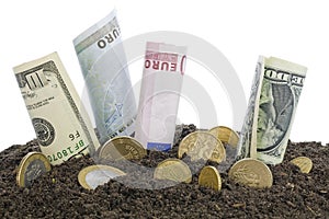 Money grows from the humus concept photo