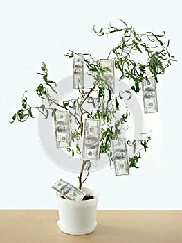 Money grows on trees