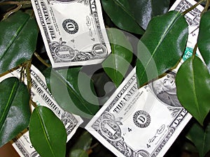 Money Grows on Trees!