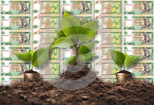Money Growth concept, business success finance Sri Lanka 10 Rupees Sinhalese Chinthe photo