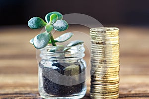 Money growth concept. Financial growth concept with stacks of golden coins and money tree(crassula plant).