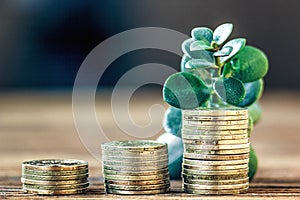 Money growth concept. Financial growth concept with stacks of golden coins and money tree(crassula plant).