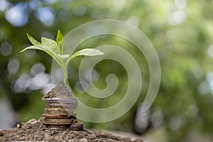 Money Growth Concept - Plant On Coin Stack with soil on green background