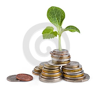 Money growth or ecology concept