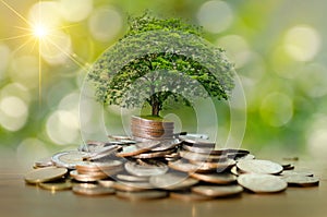 Money growth Saving money. Upper tree coins to shown concept of growing business