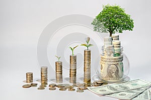 Money growth Saving money. Upper tree coins to shown concept of growing business