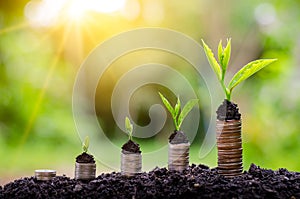 Money growth Saving money. Upper tree coins to shown concept of growing business