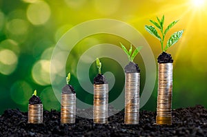 Money growth Saving money. Upper tree coins to shown concept of growing business