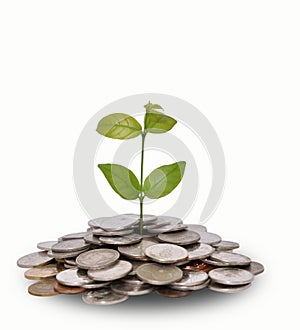 Money growth Saving money. Upper tree coins to shown concept of growing business