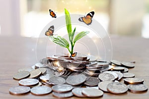 Money growth Saving money. Upper tree coins to shown concept of growing business