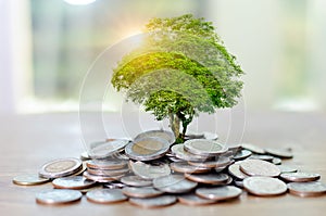 Money growth Saving money. Upper tree coins to shown concept of growing business