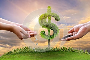 Money growth Saving money. Upper tree coins to shown concept of growing business