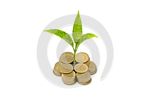 Money growth Saving money. Upper tree coins to shown concept of growing business isolated on white background, Saving and