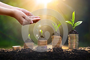 Money growth Saving money. Upper tree coins to shown concept of growing business