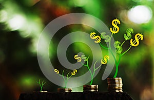 Money growth in soil and tree concept, business success finance , dollar money tree