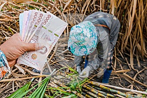 Money in hand sugarcane farmers, banknote money thai baht in the hand at sugarcane plantation field in sugar cane harvest season