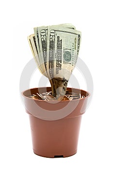 Peníze rostlina 