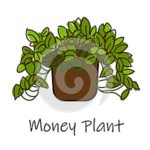 Money Plant -Air purification tree