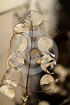 Money Plant aka Honesty Plant Translucent Seed Pods