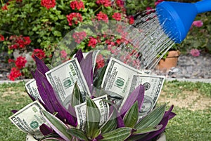 Money plant being watered