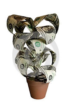 Money Plant with clipping path