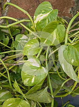 Money plant (Epipremnum aureum)