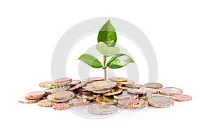 Money and plant img