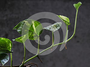 Money plant, golden pothos, Drevi`s ivy, Epipremnum aureum plant.