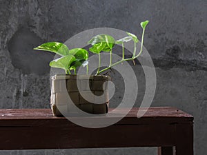 Money plant, golden pothos, Drevi`s ivy, Epipremnum aureum plant. photo