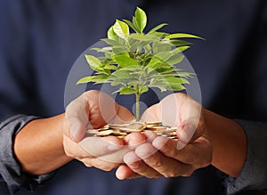 Money plant growing from coins in hand