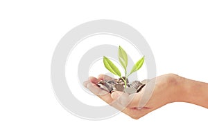 Money plant growing from coins in hand