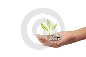 Money plant growing from coins in hand