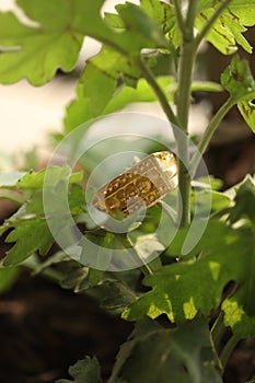 Money plant growing gold financial backup