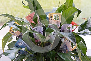 Money Plant