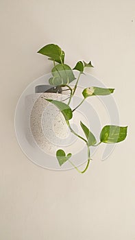 Money plant/ pothos - indoor gardening ideas /DIY ideas